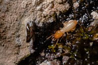 Detailed macro shot of a termite on wood, showcasing insect behavior and texture.