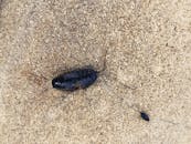 Detailed image of a cockroach on a textured concrete background, showcasing its natural habitat.